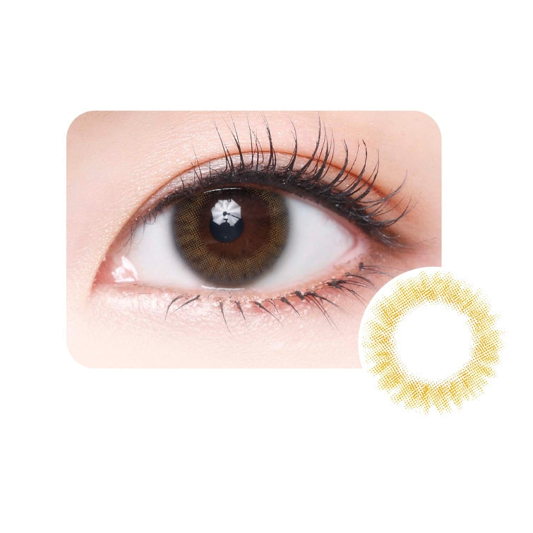 Milovat 日拋 | 絲絨 Velvet Amber | 10片